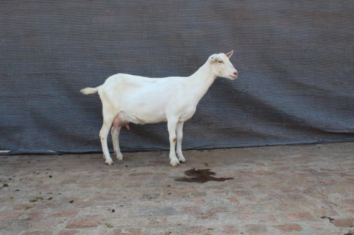1 X SAANEN DOE Limpopo Melkery