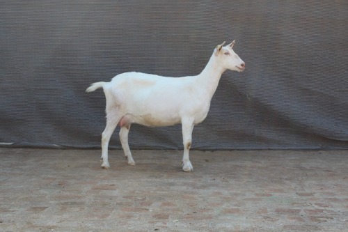 1 X SAANEN DOE Limpopo Melkery