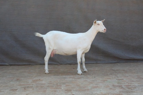 1 X SAANEN DOE Limpopo Melkery