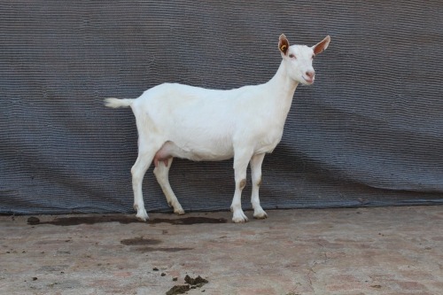 1 X SAANEN DOE Limpopo Melkery