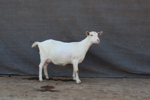 1 X SAANEN DOE Limpopo Melkery