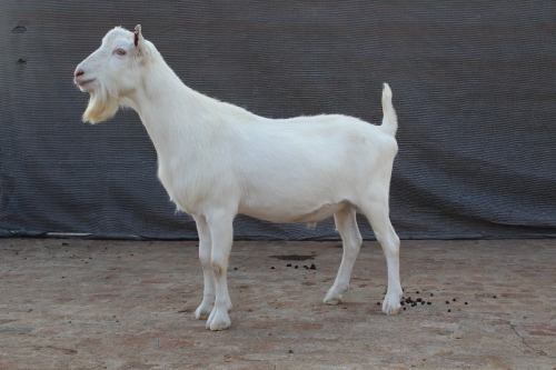1 X SAANEN BUCK Limpopo Melkery