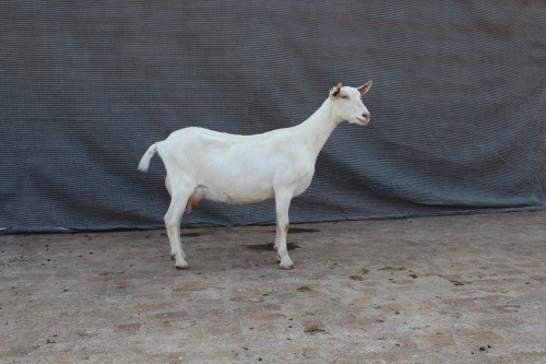 1 X SAANEN DOE Limpopo Melkery