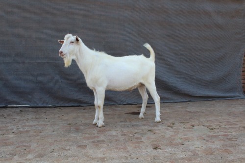 1 X SAANEN BUCK Limpopo Melkery