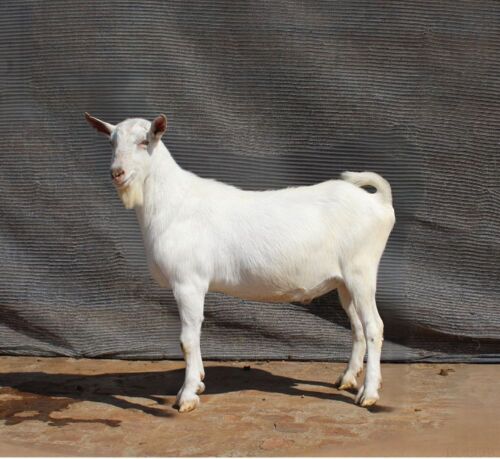 1 X SAANEN BUCK Limpopo Melkery