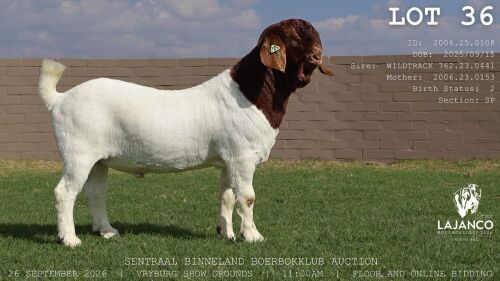 1 X BOER GOAT BUCK LaJanco Boerbokstoet