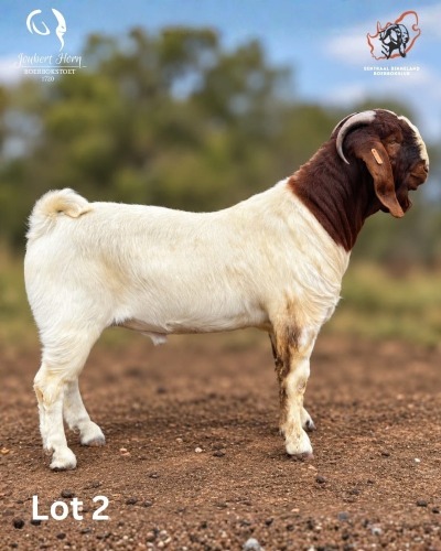 1 X BOER GOAT BUCK Joubert Horn Boergoat Stud