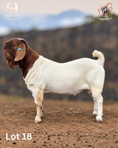 1 X BOER GOAT BUCK Joubert Horn Boergoat Stud