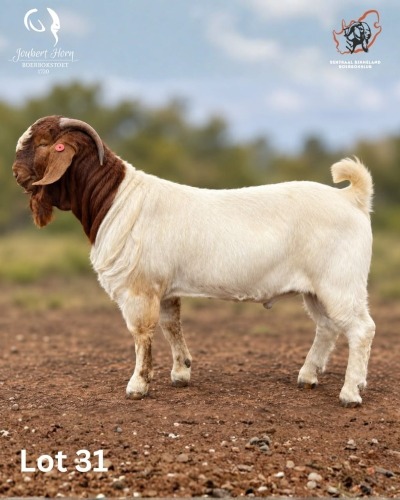 1 X BOER GOAT BUCK Joubert Horn Boergoat Stud