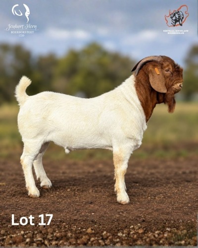 1 X BOER GOAT BUCK Joubert Horn Boergoat Stud