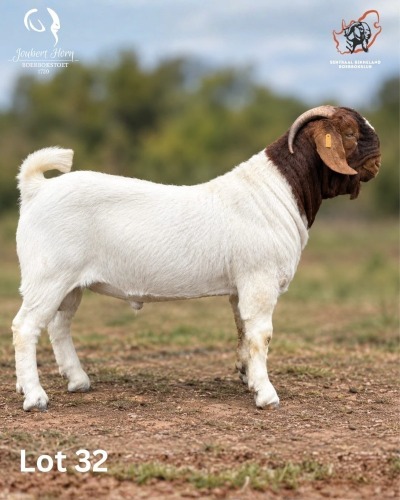 1 X BOER GOAT BUCK Joubert Horn Boergoat Stud