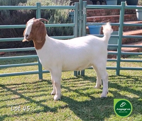 1 X BOER GOAT DOE Aegagrus Boerbok Stoet