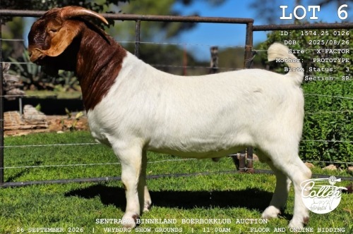 1 X BOER GOAT BUCK COLLEN BOERDERY