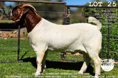 1 X BOER GOAT BUCK COLLEN BOERDERY