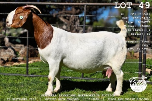 1 X BOER GOAT DOE COLLEN BOERDERY