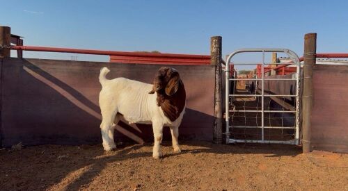 1 X BOER GOAT BUCK Ferreira Stoet