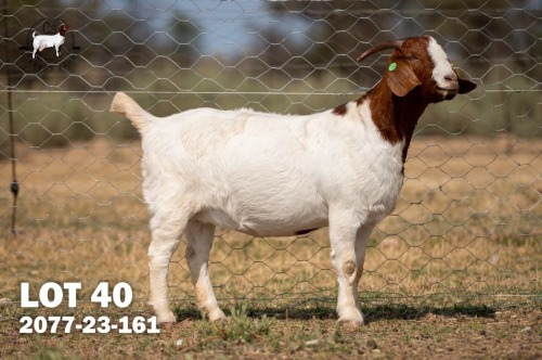 1 X BOER GOAT DOE C3 Boerbokstoet