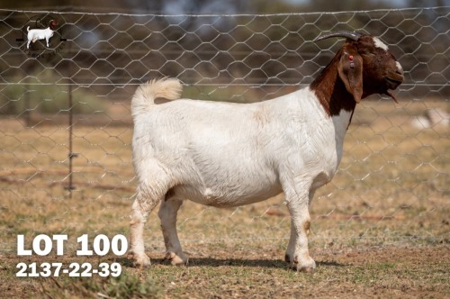 1 X BOER GOAT DOE C3 Boerbokstoet