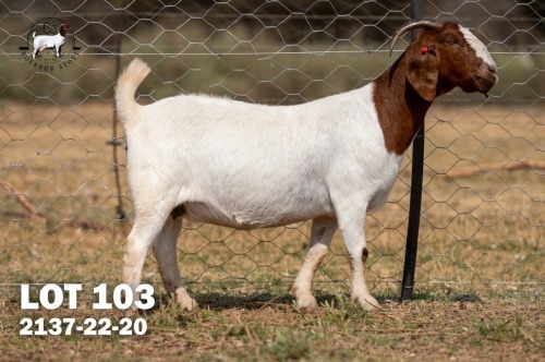 1 X BOER GOAT DOE C3 Boerbokstoet