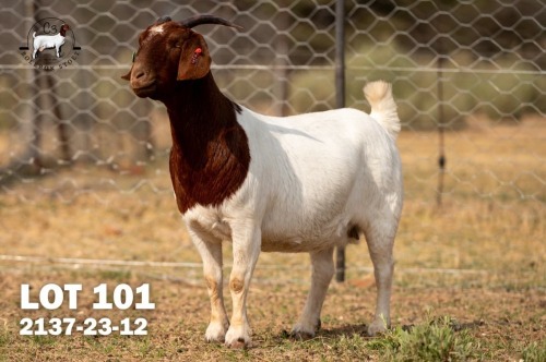 1 X BOER GOAT DOE C3 Boerbokstoet