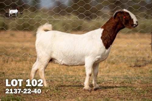 1 X BOER GOAT DOE C3 Boerbokstoet
