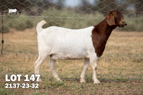 1 X BOER GOAT DOE C3 Boerbokstoet