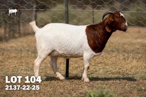 1 X BOER GOAT DOE C3 Boerbokstoet