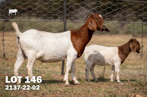 1+1 X BOER GOAT DOE C3 Boerbokstoet