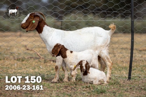 1+2 X BOER GOAT DOE C3 Boerbokstoet