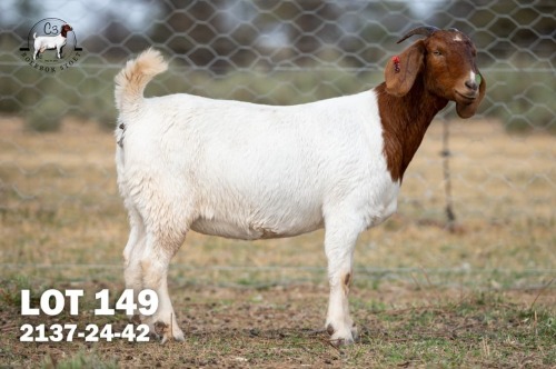 1 X BOER GOAT DOE C3 Boerbokstoet