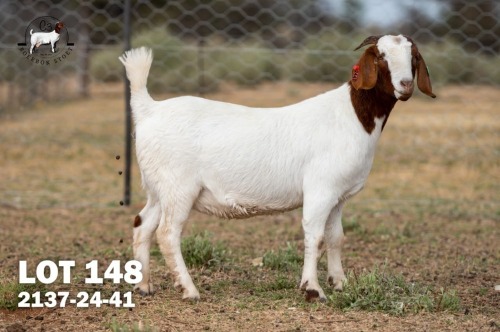 1 X BOER GOAT DOE C3 Boerbokstoet
