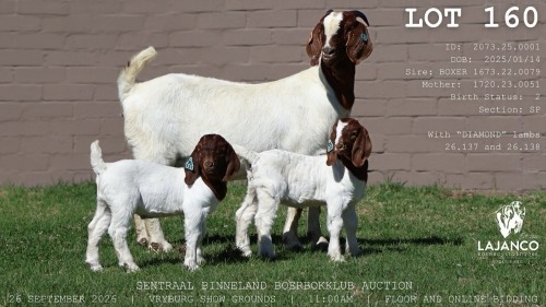 1 X BOER GOAT DOE LaJanco Boerbokstoet