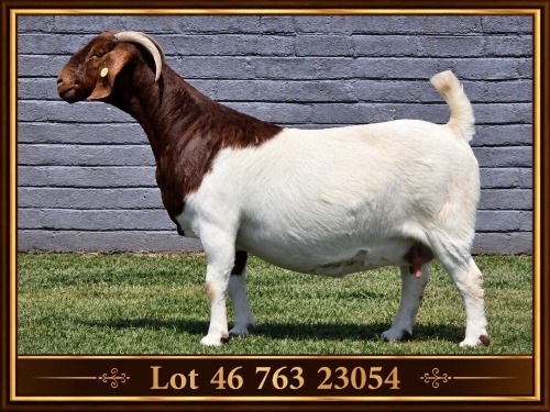 1 X BOER GOAT DOE CONRADIE