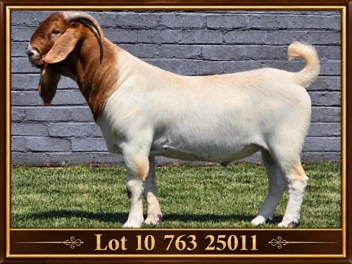 1 X BOER GOAT BUCK CONRADIE