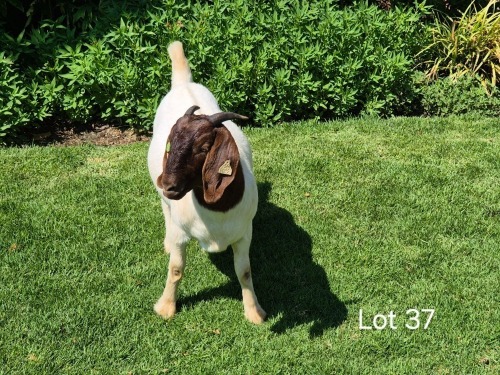 1 X BOER GOAT DOE Horison Boerbokstoet