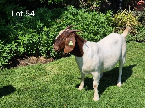 1 X BOER GOAT DOE Horison Boerbokstoet