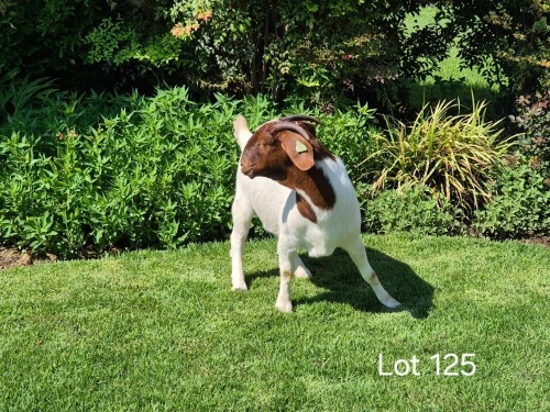 1 X BOER GOAT DOE Horison Boerbokstoet
