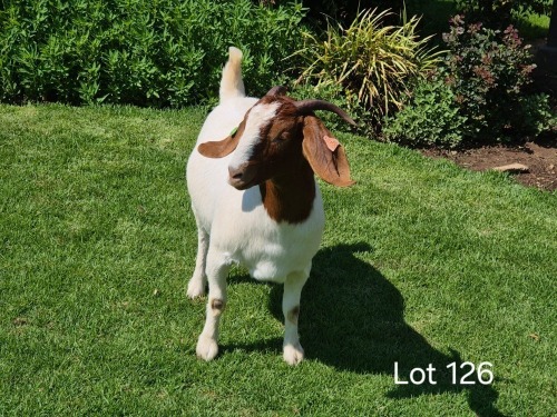 1 X BOER GOAT DOE Horison Boerbokstoet