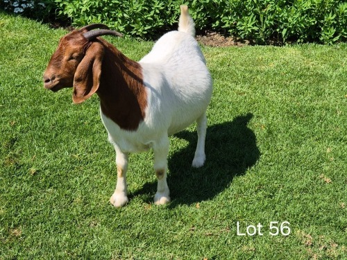 1 X BOER GOAT DOE Horison Boerbokstoet