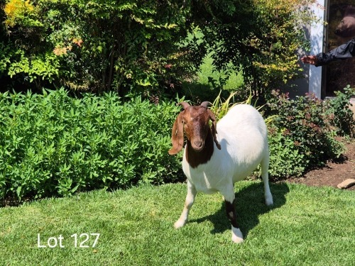 1 X BOER GOAT DOE Horison Boerbokstoet