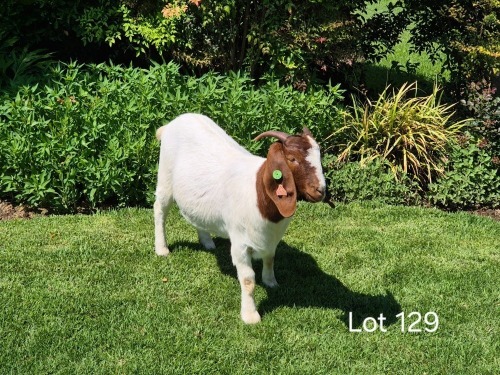 1 X BOER GOAT DOE Horison Boerbokstoet