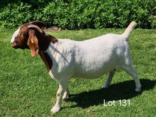 1 X BOER GOAT DOE Horison Boerbokstoet