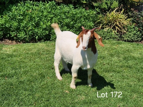 1 X BOER GOAT DOE Horison Boerbokstoet