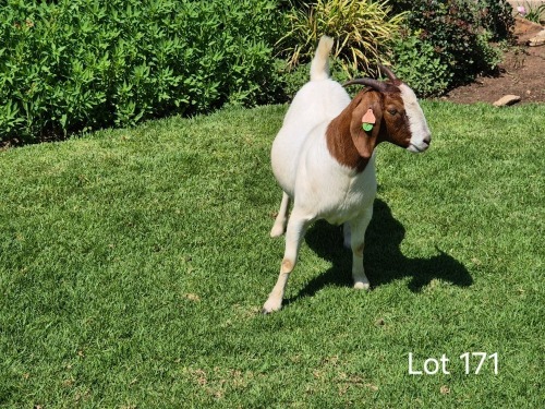 1 X BOER GOAT DOE Horison Boerbokstoet