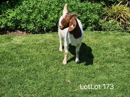 1 X BOER GOAT DOE Horison Boerbokstoet