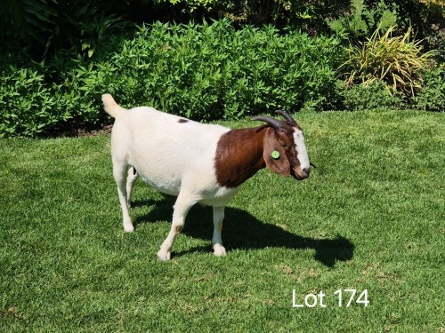 1 X BOER GOAT DOE Horison Boerbokstoet