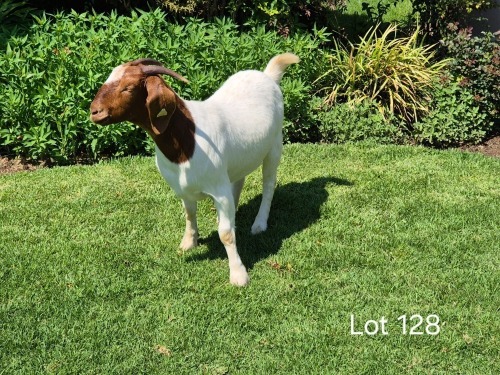 1 X BOER GOAT DOE Horison Boerbokstoet