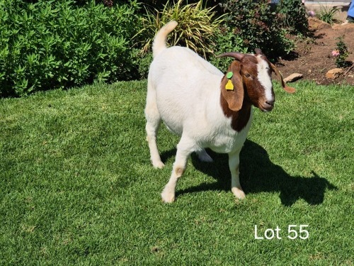 1 X BOER GOAT DOE Horison Boerbokstoet