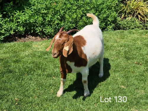 1 X BOER GOAT DOE Horison Boerbokstoet