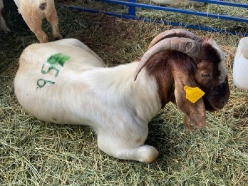 LOT 56&nbsp; 1X RAM BOERBOK Rhenosterhoek, Kobus van der Walt - 082926 0929